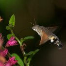 Hummingbird Hawk-moth
